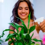 Cultivar Plantas em Casa